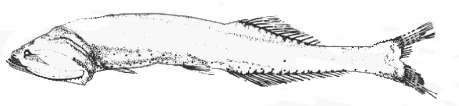 Cyclothone pallida_01.jpg